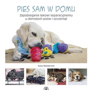 Bild von Pies sam w domu Zapobieganie lękowi separacyjnemu u dorosłych psów i szczeniąt