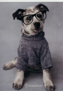 Obrazek Zeszyt A5 Rachael Hale w trzy linie 16 kartek Pies w okularach
