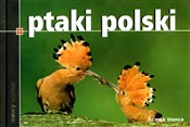 Polnische buch : Ptaki Pols... - Marcin Karetta, Marek Szokalski