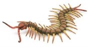 Centipede -  fremdsprachige bücher polnisch 