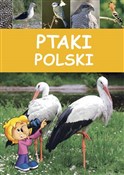 Ptaki Pols... - Dominik Marchowski -  fremdsprachige bücher polnisch 