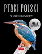 Ptaki Pols... - Anna Przybyłowicz, Łukasz Przybyłowicz, Radosław Włodarczyk -  Polnische Buchandlung 
