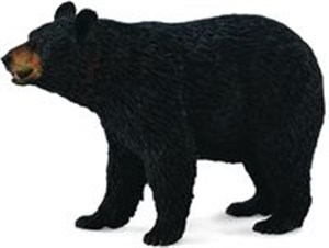 Obrazek Niedźwiedź czarny amerykański