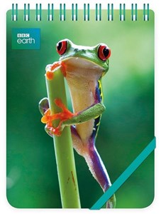 Bild von Kołonotes ozdobny Red Eyed Frog