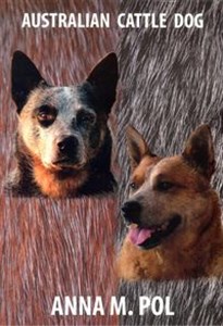 Bild von Australian Cattle Dog