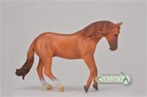Obrazek Ogier rasy Australian stock horse kasztan