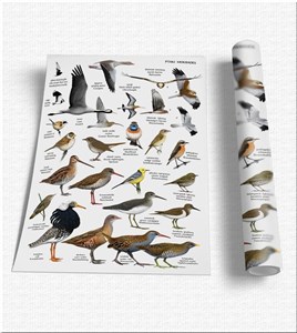 Bild von Plansza edukacyjna - Ptaki mokradeł SOLITON