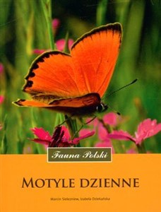 Obrazek Motyle dzienne