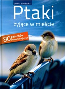 Obrazek Ptaki żyjące w mieście 80 gatunków synantropijnych