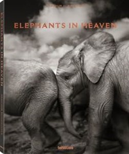 Obrazek Elephants in Heaven