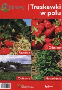 Obrazek ABC uprawy Truskawki w polu