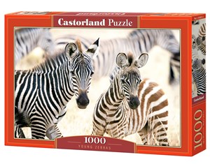 Bild von Puzzle 1000 Young Zebras C-105021-2