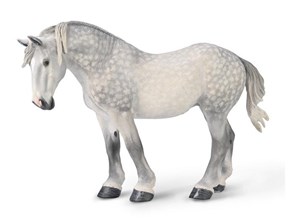 Bild von Klacz Percheron Siwa jabłkowita