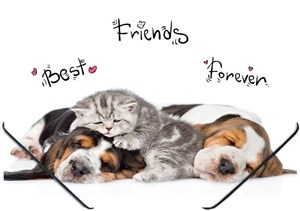 Bild von Teczka A4 na gumkę z nadrukiem - Animals Teczka A4 - Animals