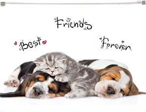 Bild von Koperta z nadrukiem zip A4 PP Animals