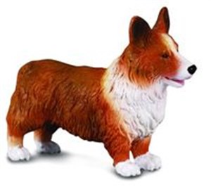 Bild von Pies Welsh corgi