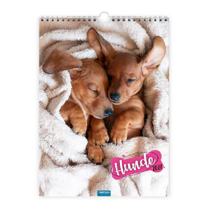Bild von TRÖTSCH CLASSICKALENDER HUNDE 2027
