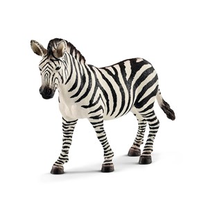 Obrazek Zebra samica