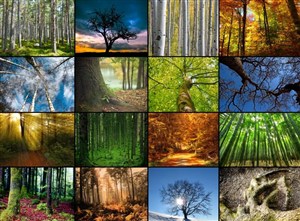 Bild von Puzzle 2000 Collage, Magiczne lasy