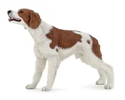 Spaniel br... -  fremdsprachige bücher polnisch 