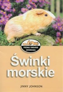 Obrazek Świnki morskie