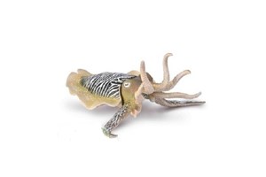 Obrazek Mątwa pospolita