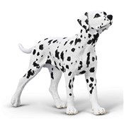 Książka : Dalmatyńcz...