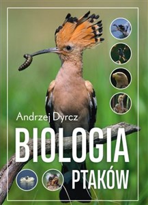 Obrazek Biologia ptaków