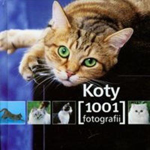 Bild von Koty 1001 fotografii