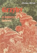 Grzyby w k... - Mirosław Marczyk -  polnische Bücher