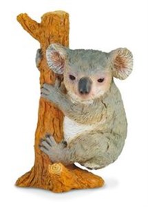 Bild von Miś koala wspinający się M