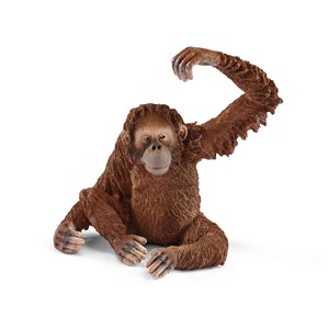 Obrazek Orangutan samica