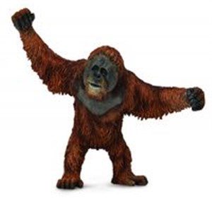 Bild von Orangutan