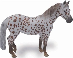 Bild von Klacz British Spotted Pony maści kasztan Leopard XL