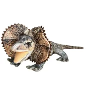 Zobacz : Agama 65cm...