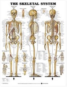 Bild von Skeletal System Poster