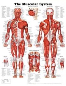 Obrazek Muscular System Poster