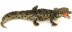 Bild von Krokodyl młody