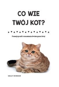 Obrazek Co wie Twój kot? Poznaj sposób rozumienia świata przez koty