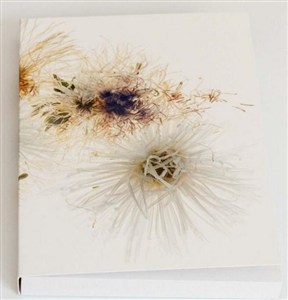 Bild von Notes kwiaty Aster