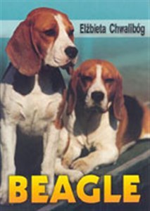 Obrazek Beagle