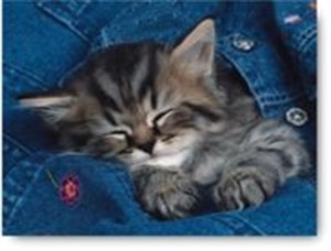 Obrazek Puzzle Wtulony kotek 500