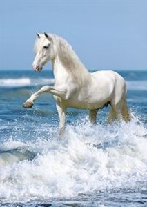 Bild von Puzzle Galopujący koń 1000