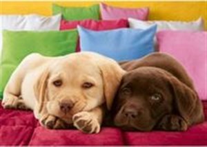 Bild von Puzzle 1000 Bliscy przyjaciele