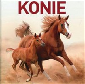 Obrazek Konie