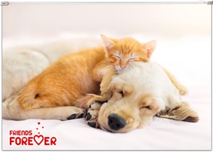 Obrazek Koperta A4 z nadrukiem Zip PP Friends