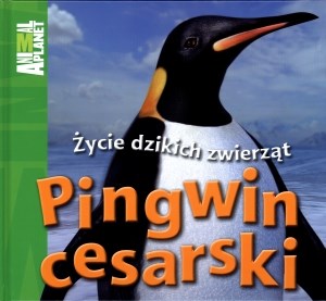 Bild von Pingwin cesarski Życie dzikich zwierząt