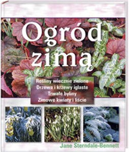 Obrazek Ogród zimą Rośliny wiecznie zielone, drzewa i krzewy iglaste, trwałe byliny, zimowe kwiaty i liście