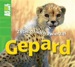 Bild von Gepard Życie dzikich zwierząt