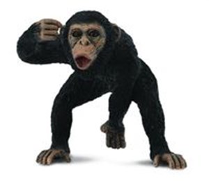 Obrazek Szympans samiec M